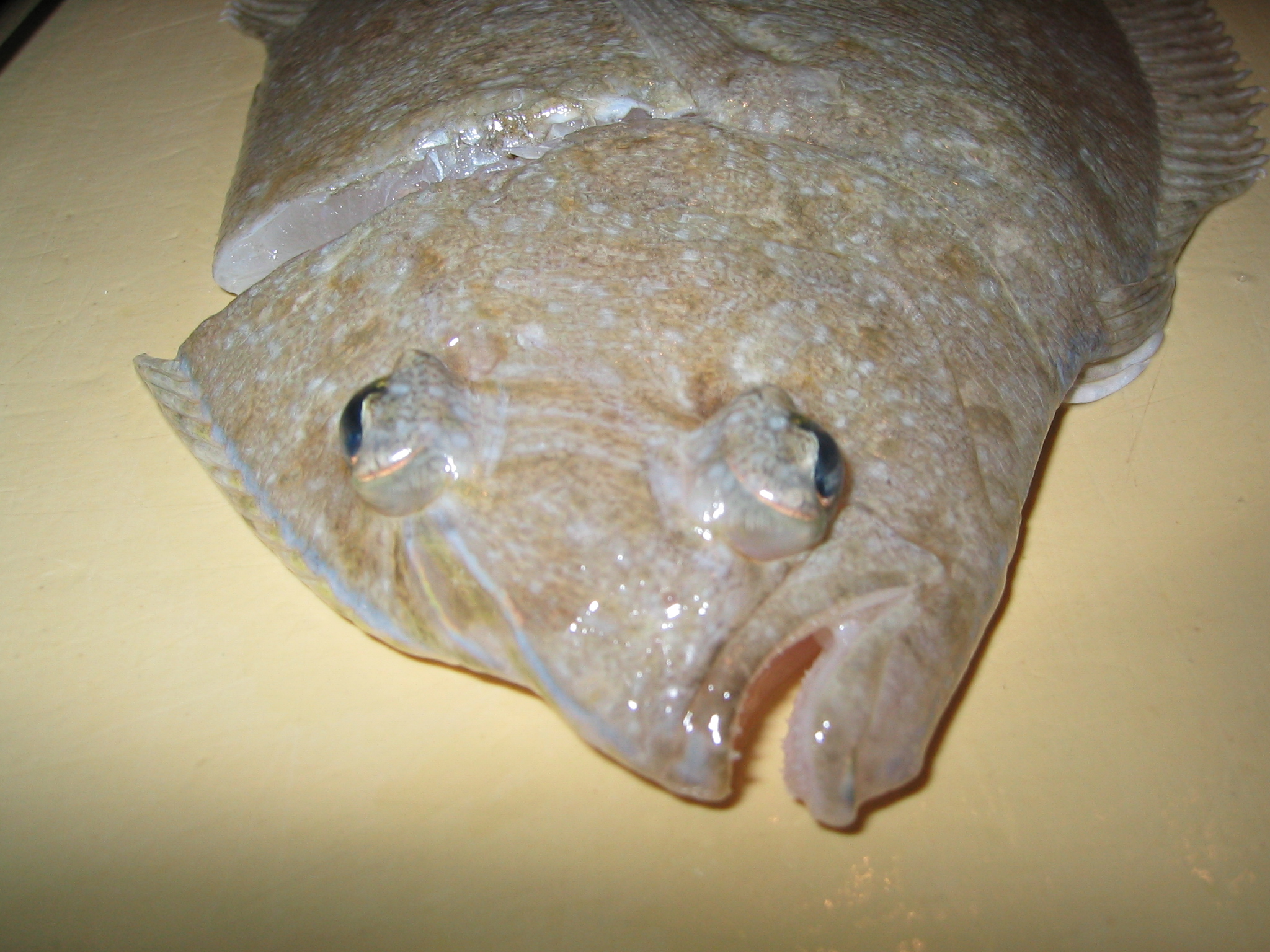 Siam River, Kevin Cory, local flounder